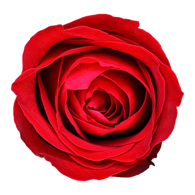 Red rose isolated on white background