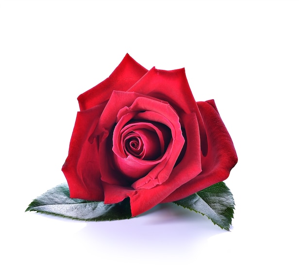 Red rose isolated on white