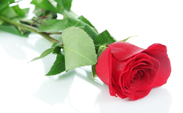 Red rose isolated on white