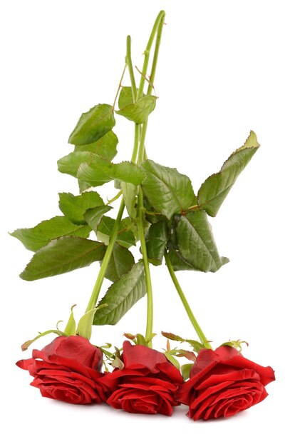 Red rose isolated on white