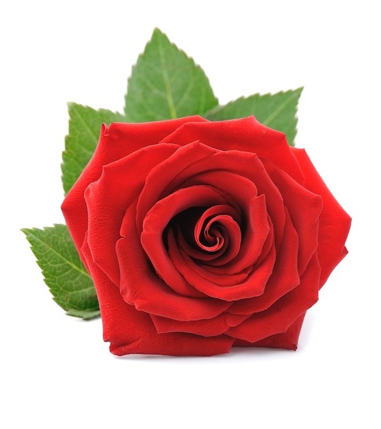 Red rose isolated