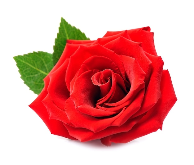 Red rose isolated