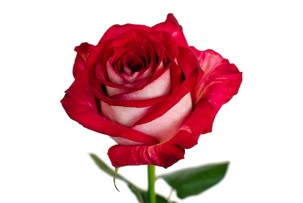 Red rose isolated