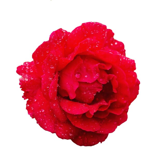 Red rose isolated