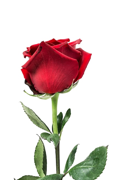 Red rose isolated