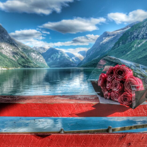 Foto rosa rossa sul lago contro le montagne