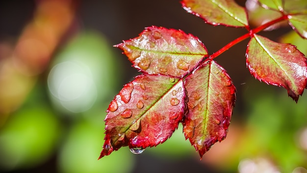 Foglia di rosa rossa con gocce di pioggia nel bokeh del giardino autunnale con riflesso di luce