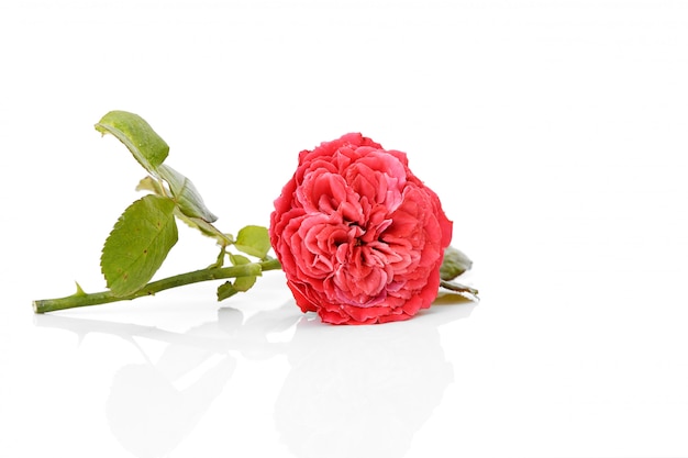 Red rose and leaves