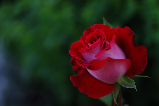 Красная роза для любви