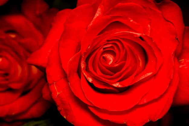 Red Rose Macro