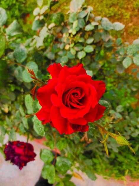 写真 赤いバラの自然の花