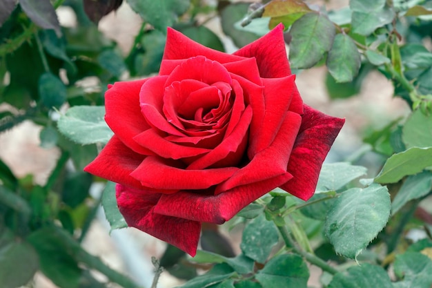 Red rose in nature closeup