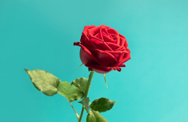 Красная роза в пастельных тонах как концепции любви и романтики
