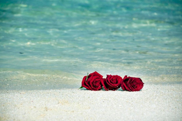 ビーチで赤いバラ