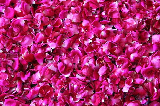 Red rose petals background