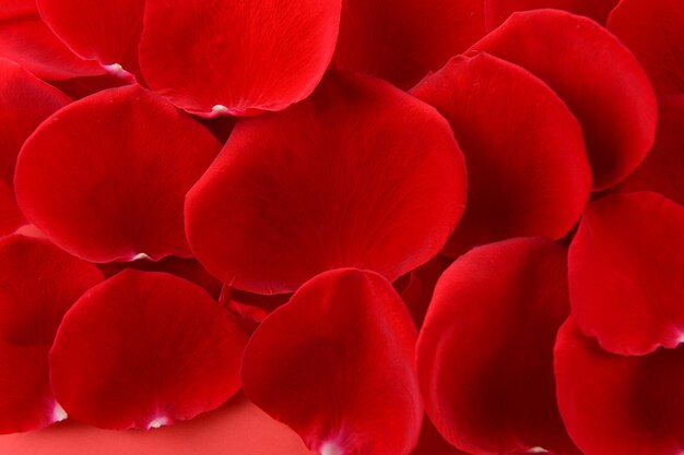 Red rose petals close-up