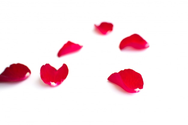 Фото Красные лепестки роз, изолированные на белом