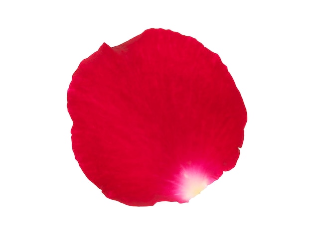 Red rose petals isolated on a white background