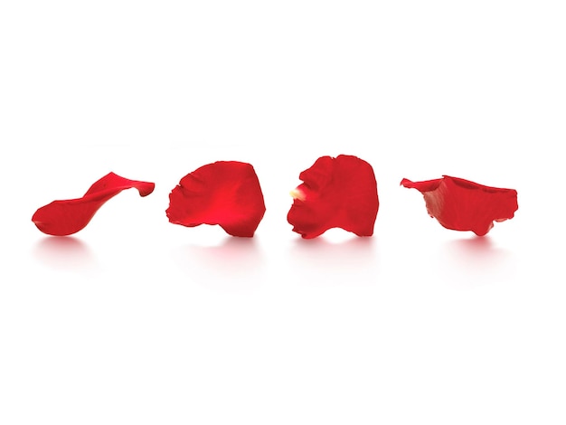 Red rose petals isolated on a white background