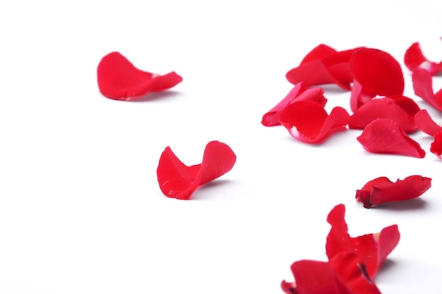 Photo red rose petals isolated on white background