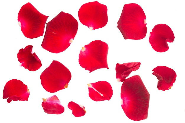 Photo red rose petals isolated