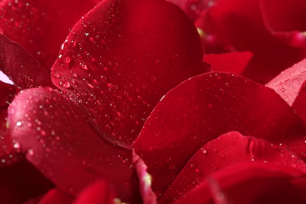 Red rose petals texture background