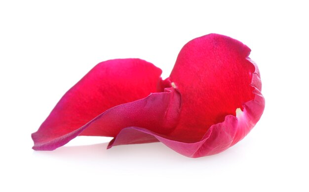 red rose petals on white background