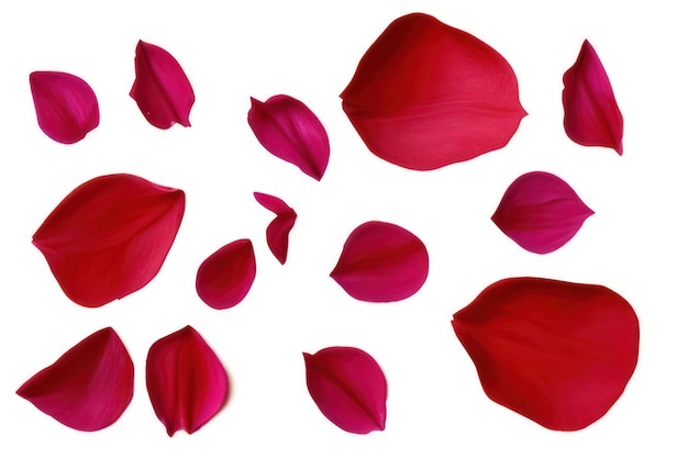 Red rose petals on white background