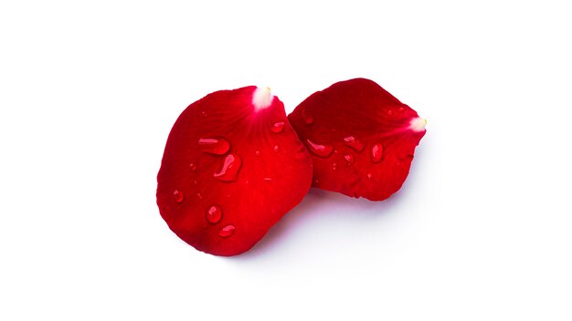Лепестки красной розы с каплями воды, изолированные на белой поверхности