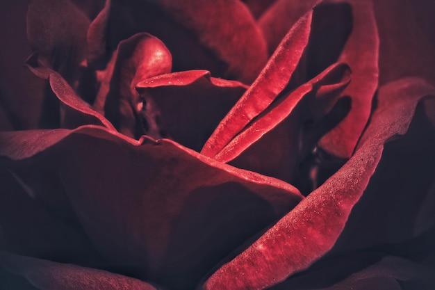 Photo red rose petals