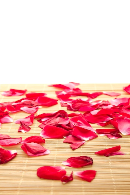 Red rose and petals