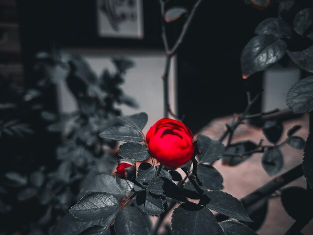 Red rose plant