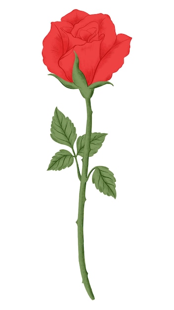 Red rose png flower sticker transparent background