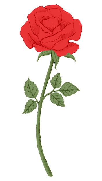 Red rose png flower sticker transparent background