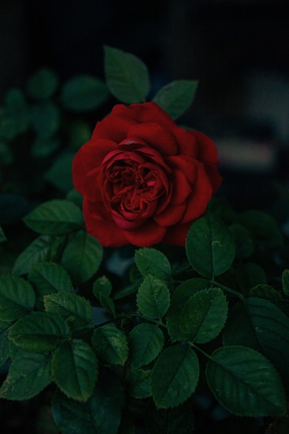 A red rose in a pot