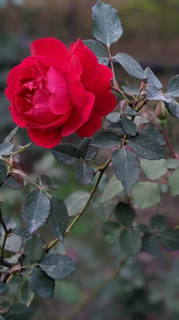 Red Rose Potrait