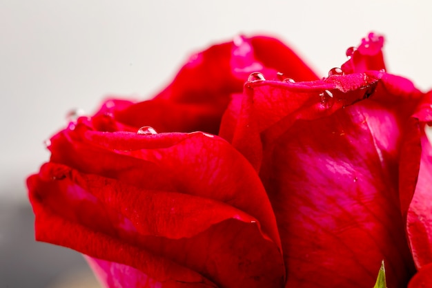 Red rose in romantic background.