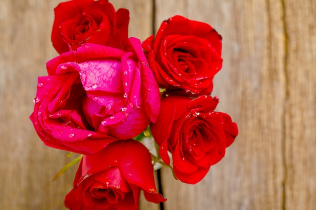 Red rose in romantic background.