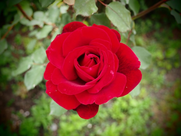 Red Rose Rose is a species or variety of representatives of the genus Rosehip Rosa cultivated by humans and growing in the wild Result of selection Scarlet bright flower on green leaves