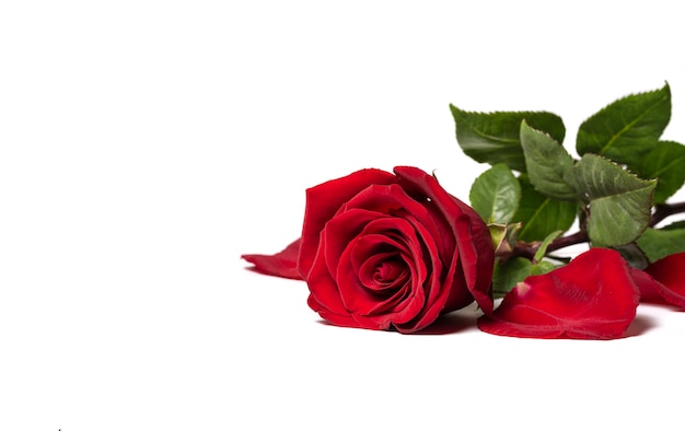 Red rose and rose petals isolated on white