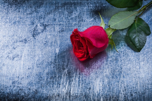 Red rose on scratched metallic background holiday concept