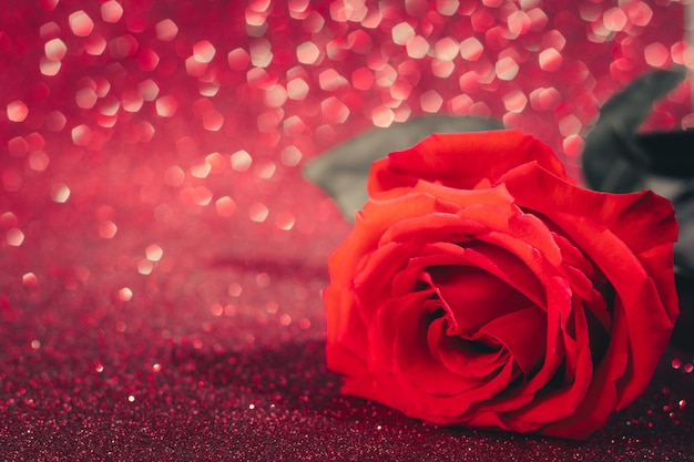 Red rose on shining background Valentine's day concept place for text