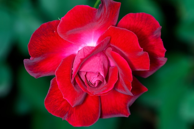 Красная роза с тонкой текстурой