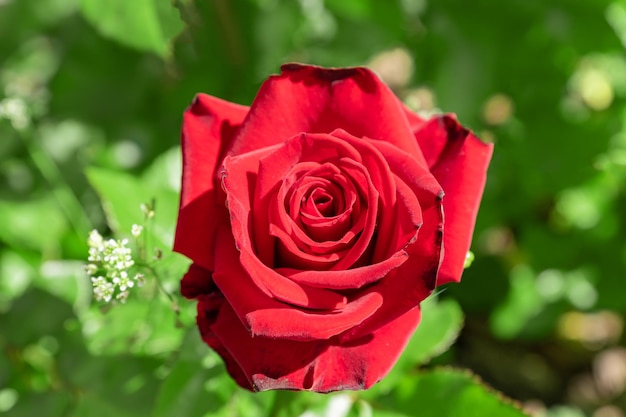 Red rose Single beautiful rose blooming in the garden Selective focus