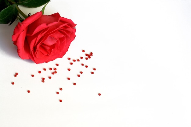 Red rose and small beads on white, top view