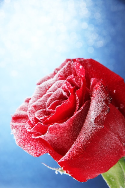 Red rose in snow  on blue background