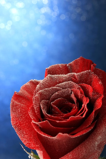 青い背景に雪の中で赤いバラ