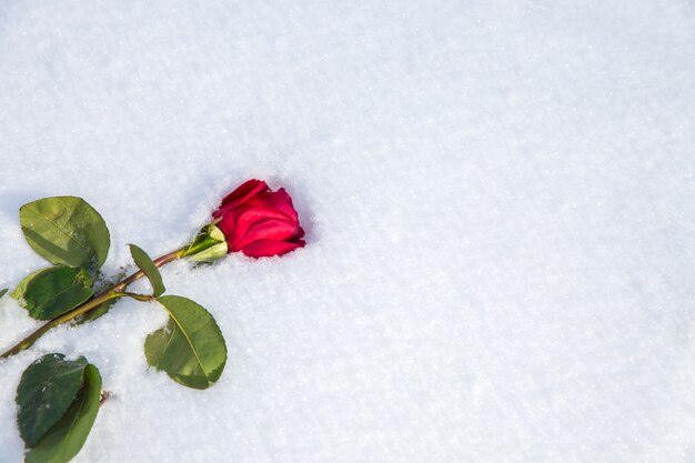 Red rose on snow 