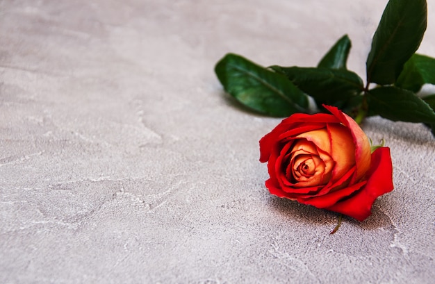 Red rose on a stone table