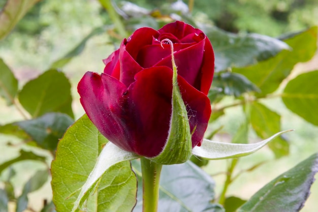 Red rose on the street blurred background